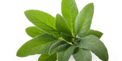 Sage : Life in the squeezed middle